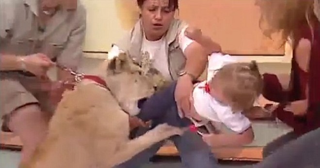 Félelmetes! Egy élő TV show-ban támadt egy kislányra az oroszlán!